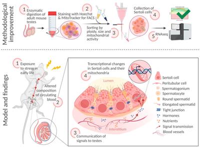 Long-term effects of early postnatal stress on Sertoli cells